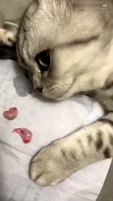 被绝育的猫,望蛋流泪