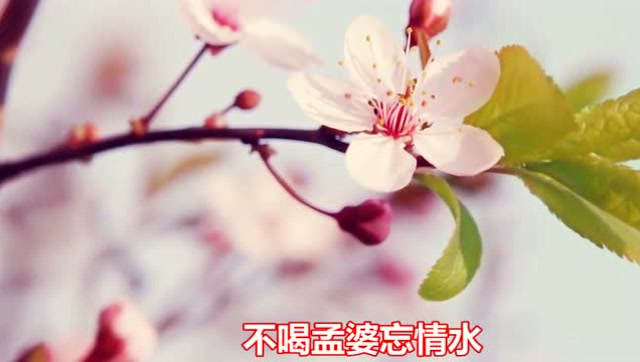 《奈何桥上等着我》你愿意喝下忘情水吗