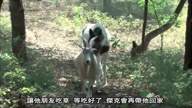 “你是我的眼”也有动物版