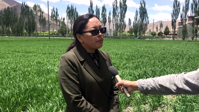 山南市农牧局副局长巴桑卓嘎谈青稞单产提升