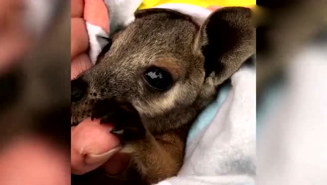 刚出生的袋鼠宝宝好可爱啊,对世界充满了好奇!