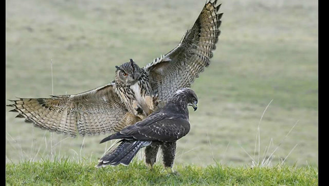 猫头鹰vs老鹰,谁更厉害?黑夜里我买猫头鹰赢