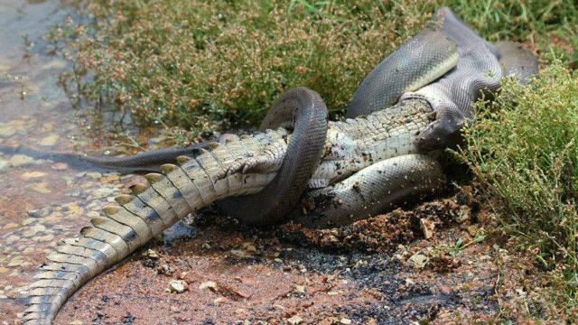 蟒蛇大战鳄鱼,死亡缠绕对抗死亡翻滚