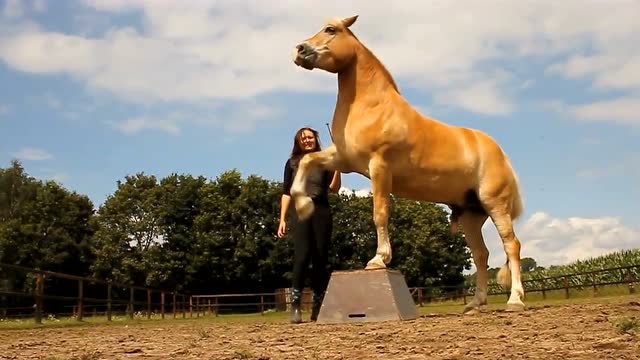 听话的马按主人指令完成每一个动作,女主人身材娇小