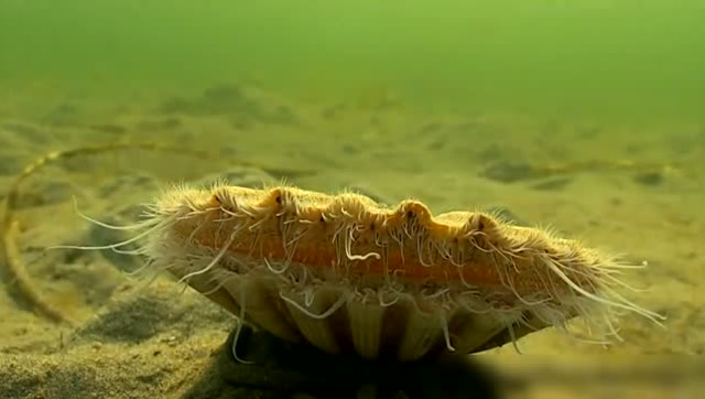 扇贝在水底被人发现后,逃跑的样子我笑了