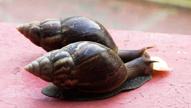 奇葩!有6000颗牙齿的巨大食肉蜗牛,据说会咬人!