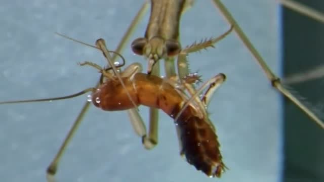 水螳螂捕食蟑螂水中杀手