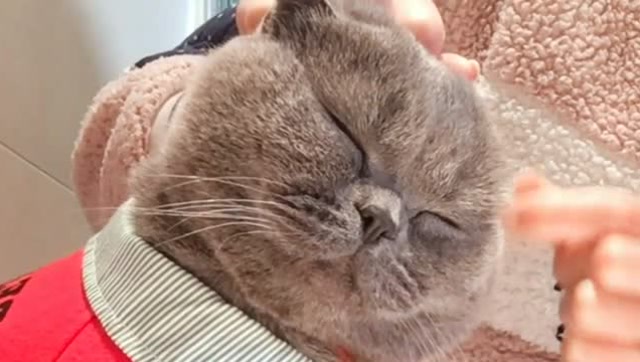 主人给小猫咪掏耳朵,表情太享受了