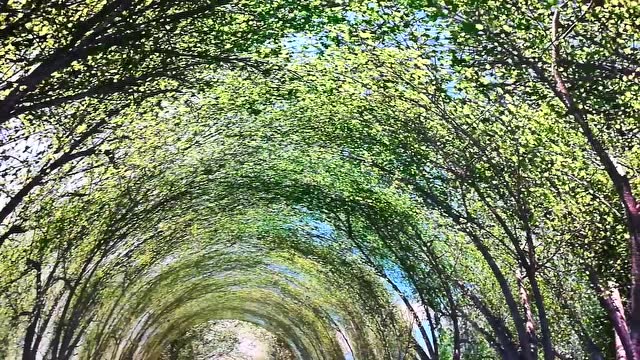 最美邳州,邳州银杏时光隧道3d展