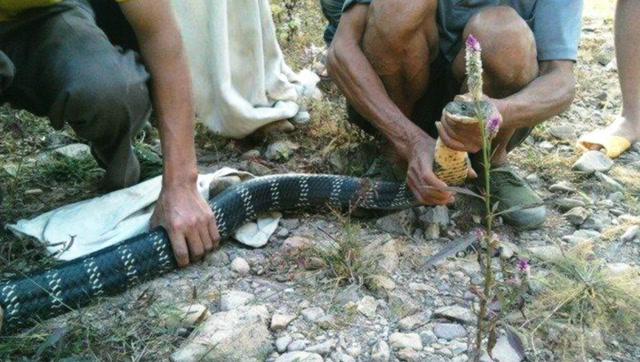 农村老汉徒手抓眼镜王蛇过山峰毒蛇想咬人结果给甩了一巴掌