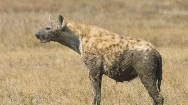 实拍鬣狗残忍的掏肛,不忍直视