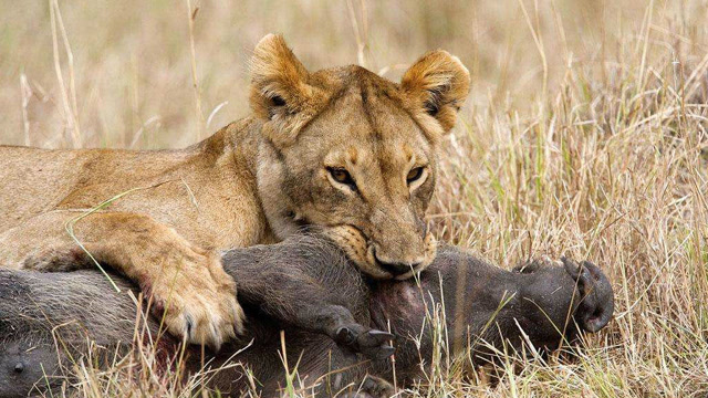 狮子捕杀一头和自己重量相当的疣猪,非常完美的一次猎杀