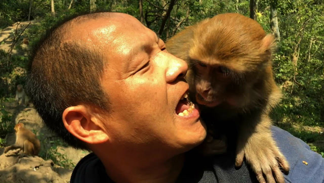 人猴情深深几许?这段视频叫人目瞪口呆