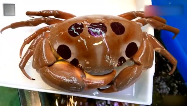 传说中的七星瓢海洋蟹个大肉多老板烹制手艺超赞