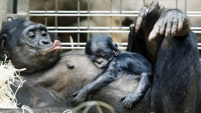 母猩猩自己接生小猩猩,动作娴熟太惊人