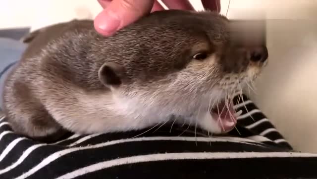 小水獭比猫还粘人,连睡觉都抱着主人,真是个磨人的小妖精