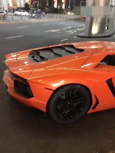 橙色剪刀门大牛与黑色盖拉多,太帅了