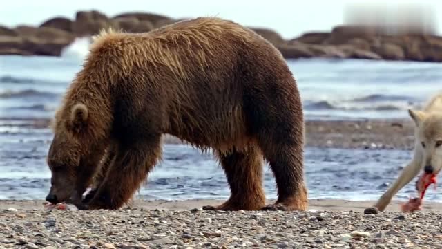 狗熊宝宝们挠痒痒的方式好特别哦