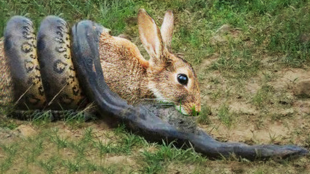 兔妈妈回到窝里,看到小兔全被咬死,与毒蛇展开了一场"生死搏斗"