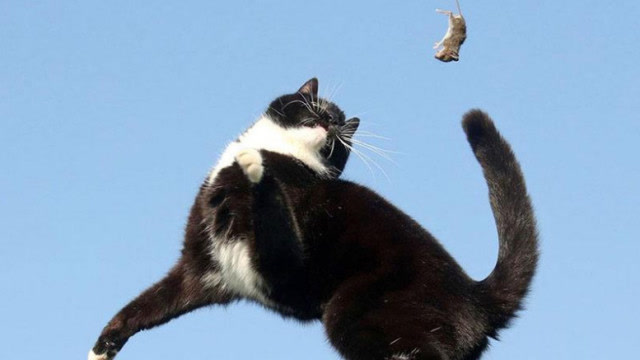 猫咪路边抓鸟,走近后才知道是鹰,瞬间怂了,下一秒撒腿就跑!