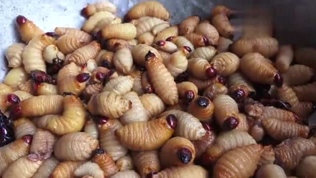 家常炒虫子,这样的美食端上饭桌,你敢吃吗?