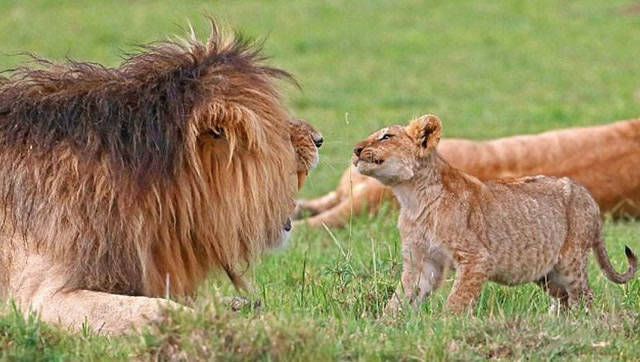 狮子爸爸保护小狮子图片