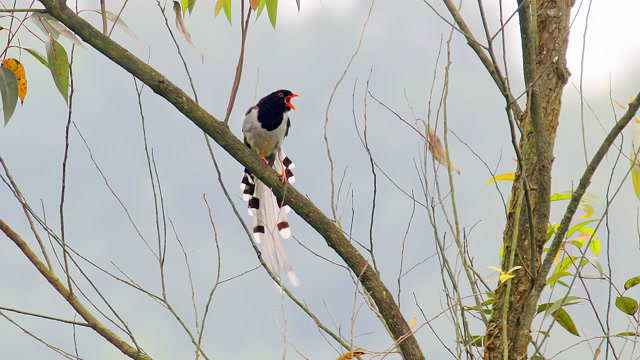 这对红嘴蓝鹊的动作太精彩了,还有阳雀叫米贵阳,斑鸠寿带叫声