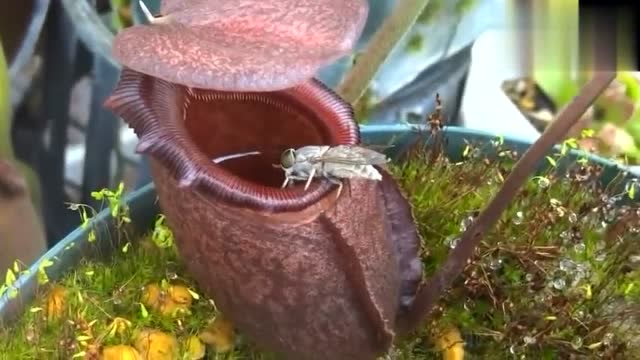 实拍猪笼草捕食苍蝇的过程,看完吓出一身冷汗