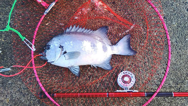 渔港里钓到高级石鲷鱼,这一条赚大了!