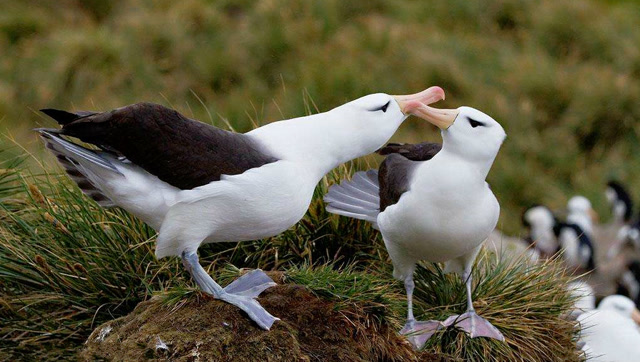 两只可爱的信天翁,他们共同孵化宝宝