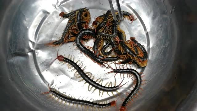 蜈蚣当街卖,油炸泡酒以毒攻毒,你敢吃吗?