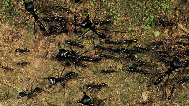 实拍数百万非洲行军蚁 浩浩荡荡外出猎食 相当恐怖