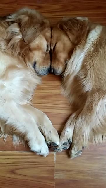 两只狗狗睡觉的照片图片