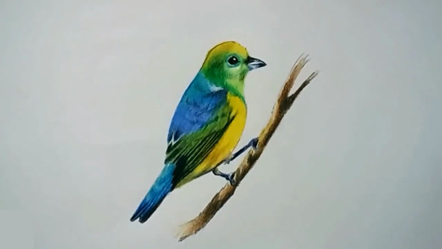 儿童益智早教:彩色粉笔画可爱的小鸟