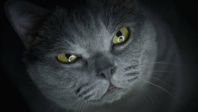 猫咪偷偷吃独食,没想到背后还有双眼睛盯着他,螳螂捕蝉黄雀在后