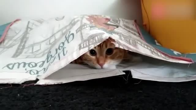 小橘猫总是喜欢在暗中观察