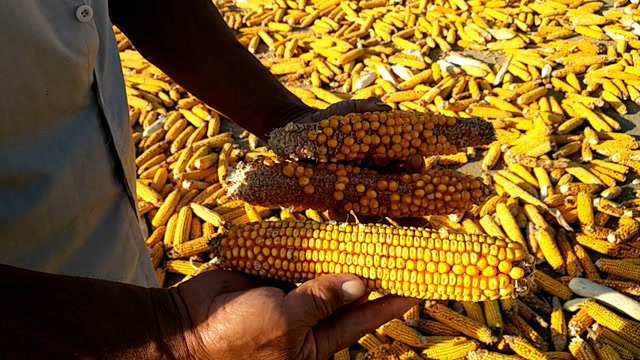 河南南阳玉米收了,今年什么价格,挣钱吗?种玉米大爷亲口告诉你