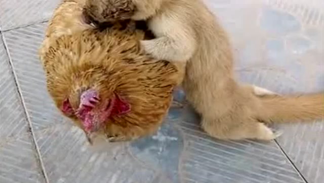 看看什么叫黄鼠狼给鸡拜年