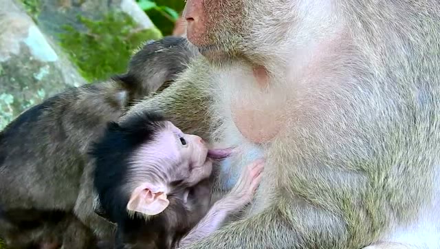 猴妈妈真辛苦除了带小宝宝以外,还要管着这只大傻猴