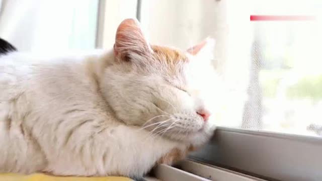 两只懒猫喜欢白天睡大觉,谁知道怎么回事