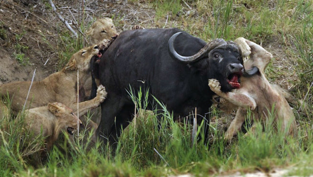 水牛大战狮群,不幸被狮子咬鼻子,残忍