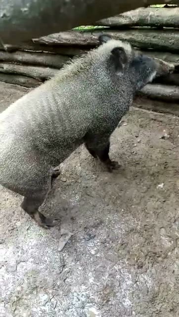 朋友家养的猪好凶啊,绝对是猪中的战斗猪