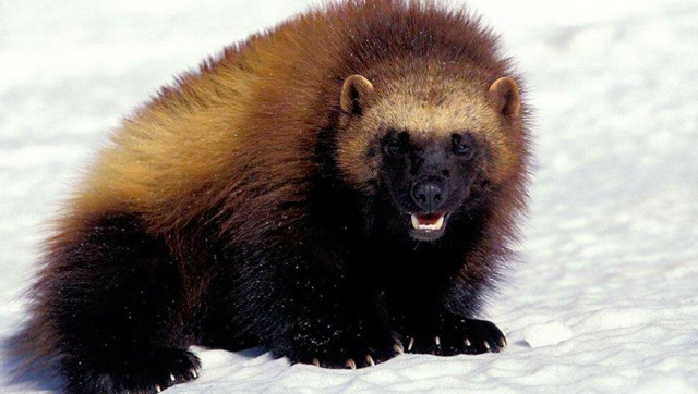 狼獾遇上猞猁,不服输的骨气一下子被激出来,一场大战已无法避免