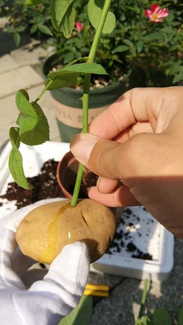 奇葩的月季扦插方法,把月季扦插到土豆上,最后会怎样?