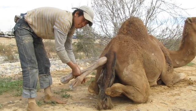 骆驼生孩子真难主人看不下去了只好帮助骆驼镜头拍下全过程
