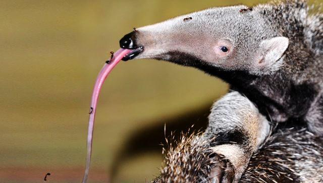 食蚁兽原来是这样进食的,镜头实拍罕见捕食画面!