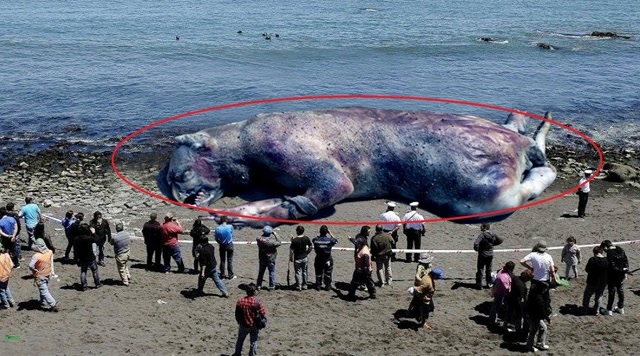 流传已久的南非海怪,真实面目到底是什么?这下长见识了