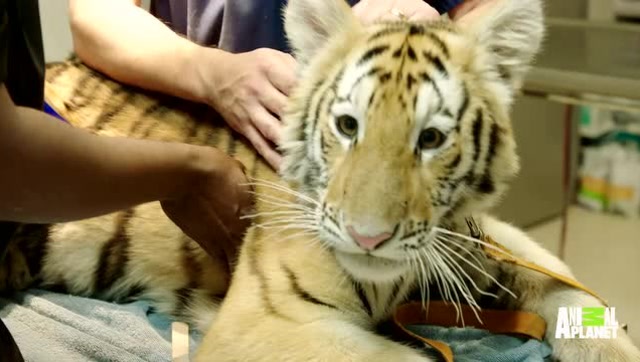 小老虎打针时疼的嗷嗷叫,打完就抱着饲养的腿算账去了