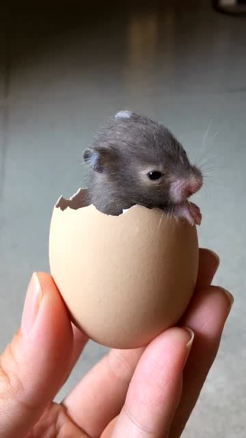 刚孵出来的小熊仔!