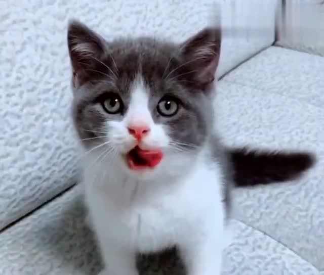 一只蠢萌的小奶猫,舔着嘴巴想吃东西的样子好可爱!